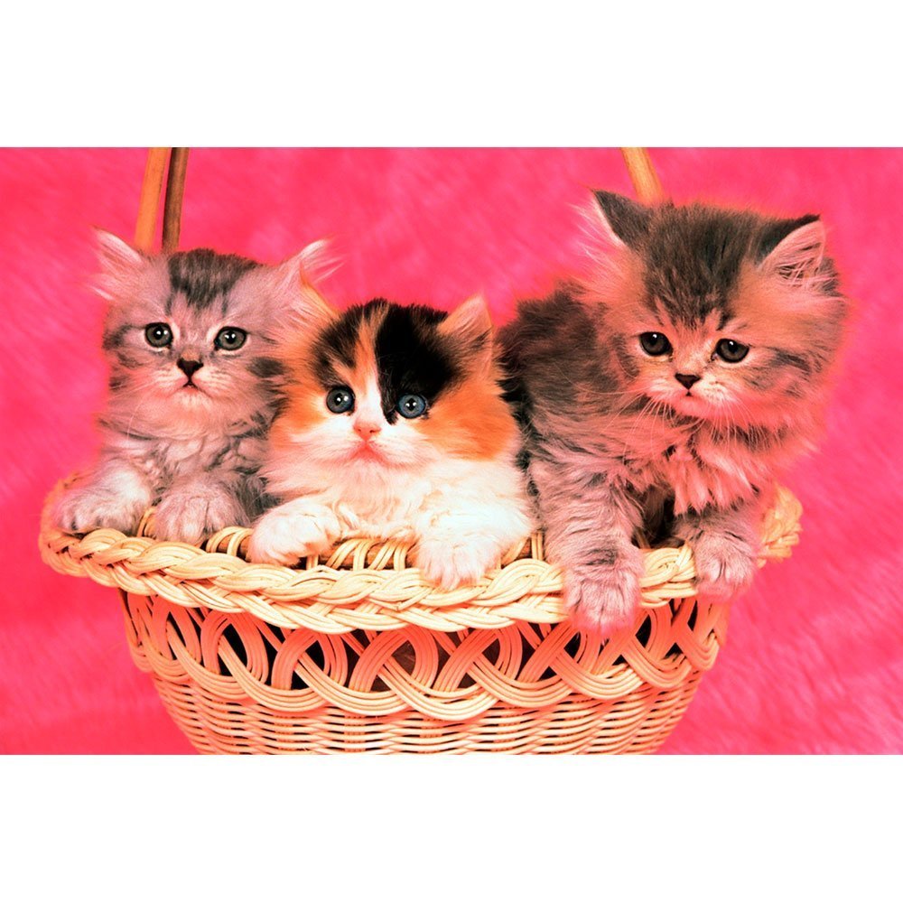 TOMAX PUZZLE 1000 PIEZAS KITTENS TOMAX PUZZLE 1000 PIEZAS KITTENS